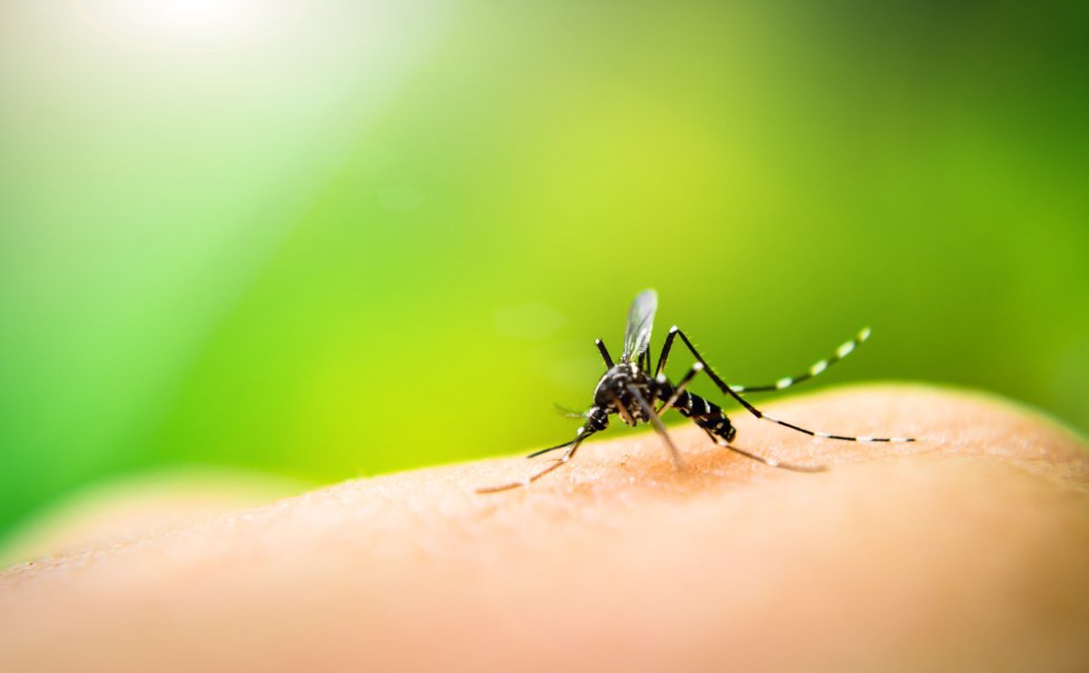 Uçucu Yağlar İle Doğal Sivrisinek Kovucu